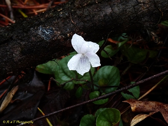 {Viola walteri}